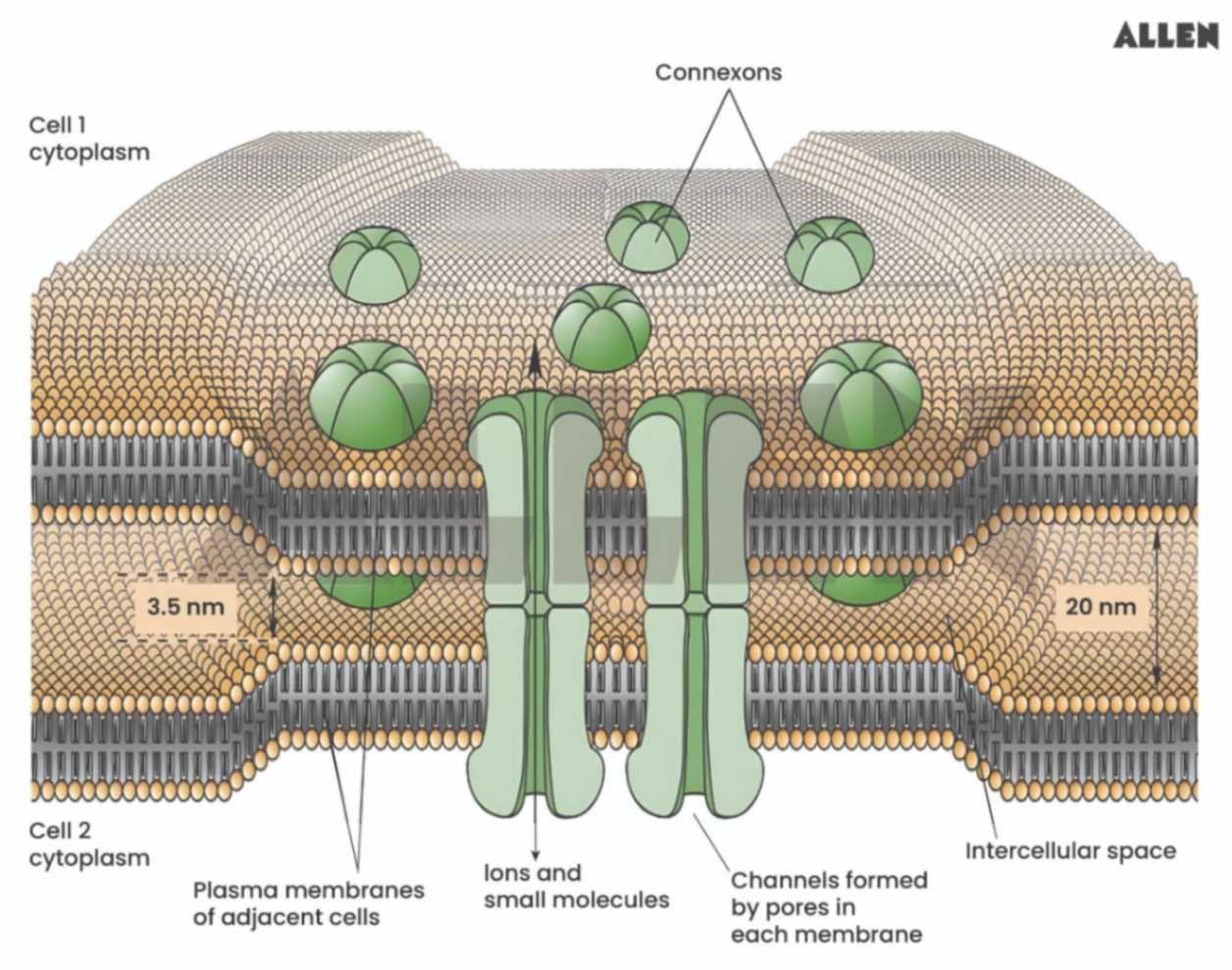 Image showing the structure of an electrical synapse