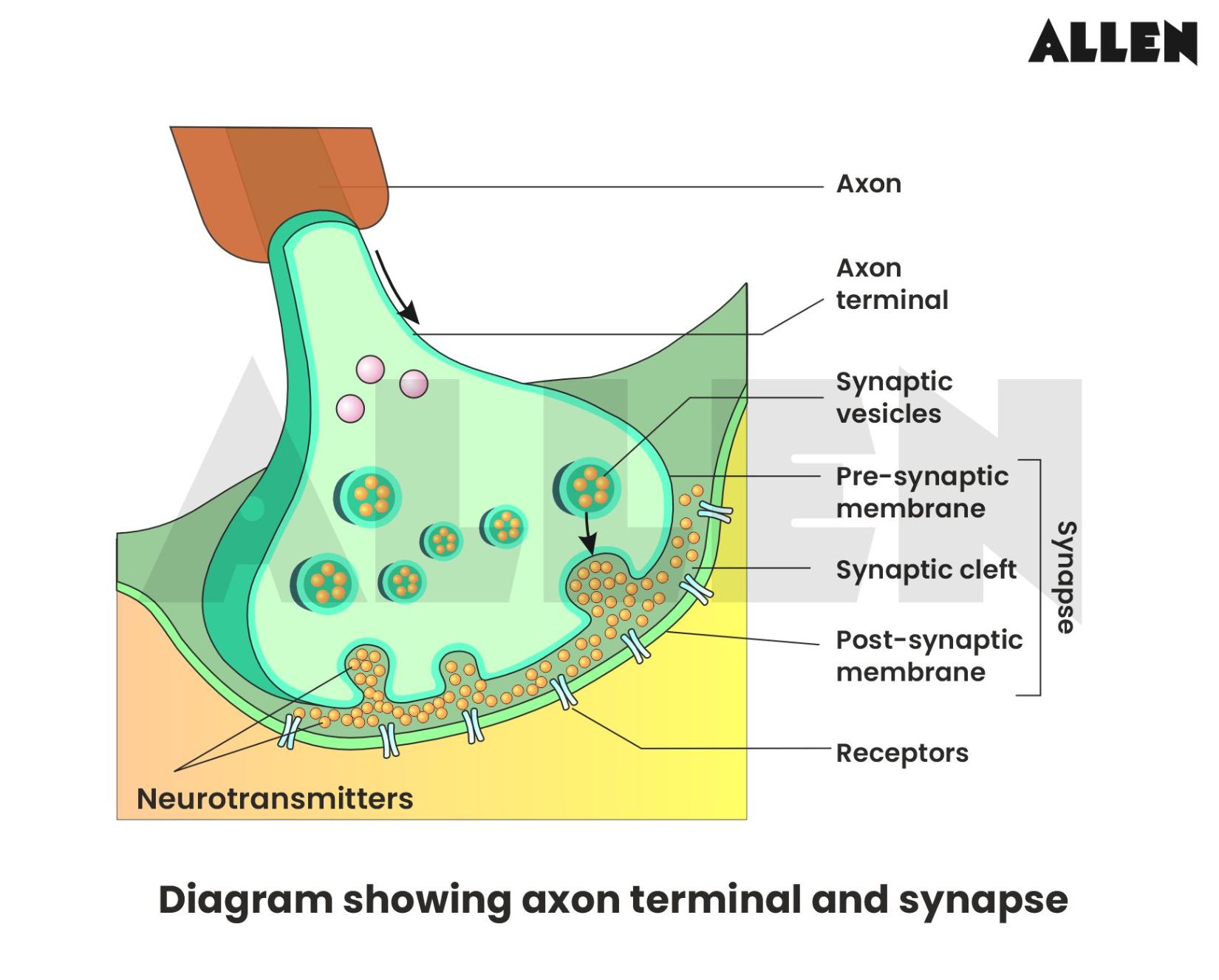 Diagram showing axon terminal and synapse