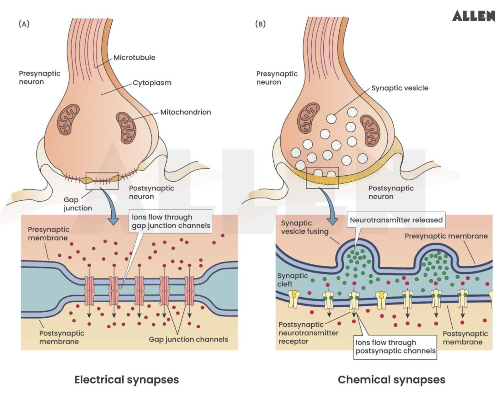 Images showing the parts of electrical and chemical synapses