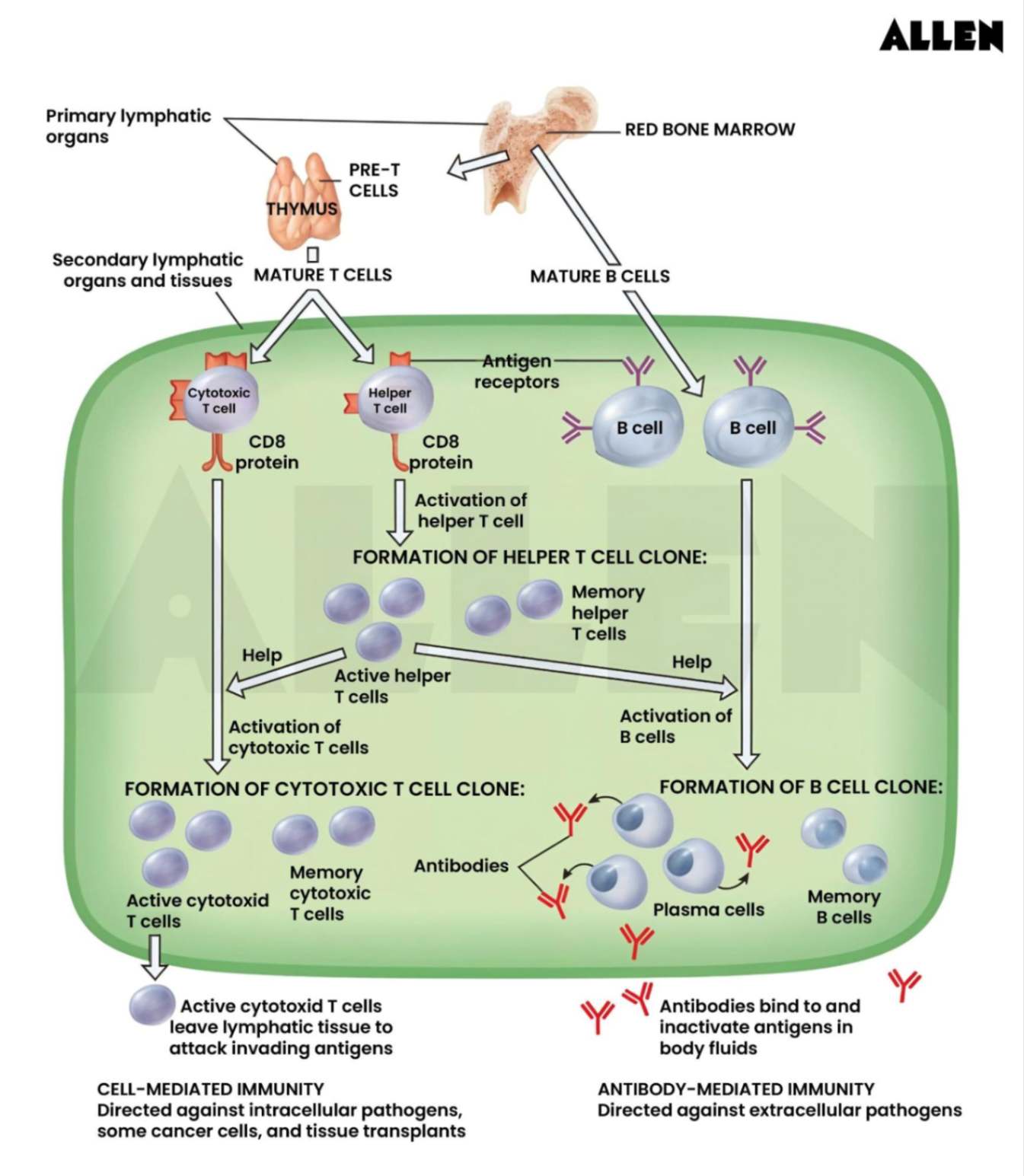 Formation of acquired immunity