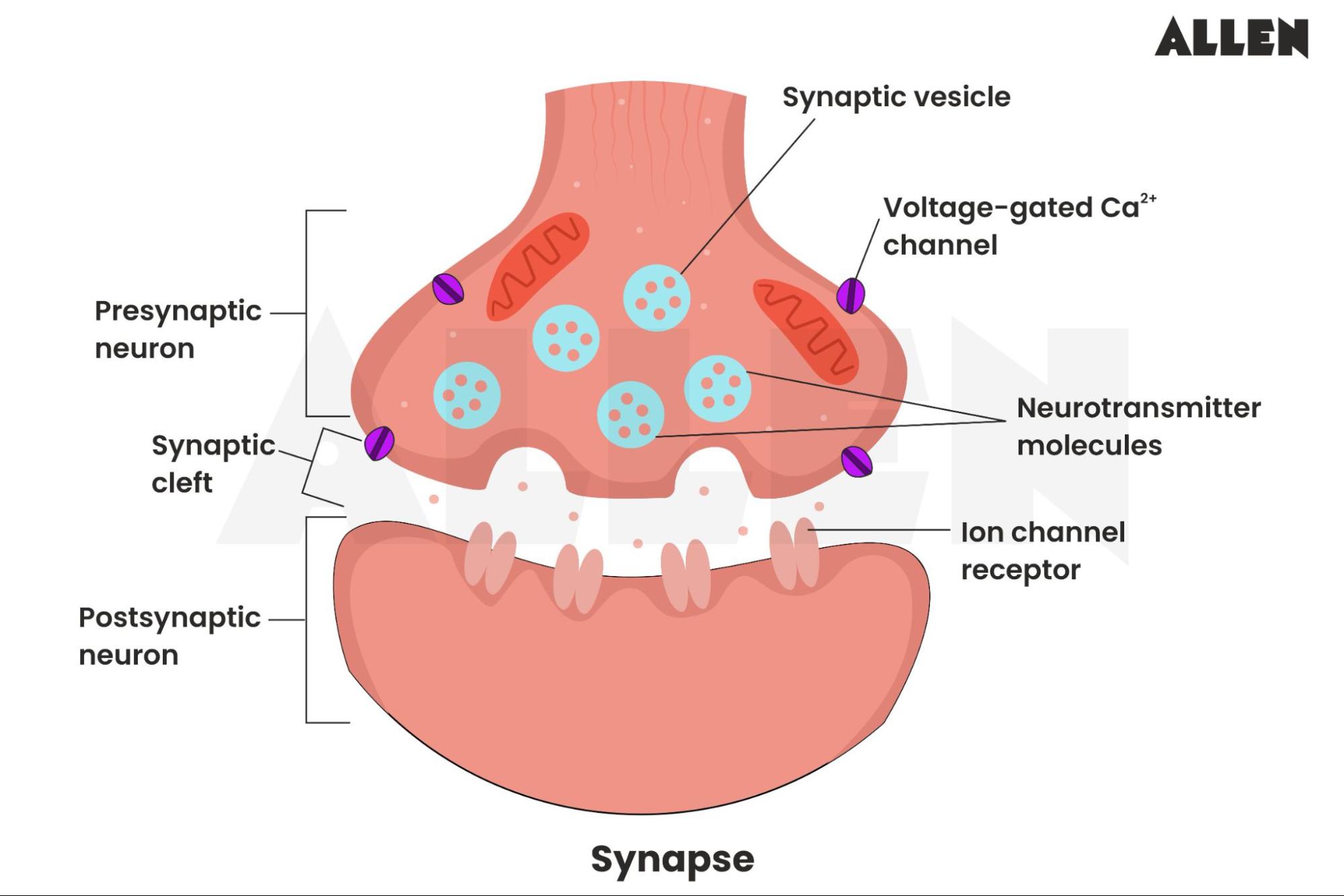Synaptic Knob Definition Location Structure Synaptic Knob Definition Location Structure