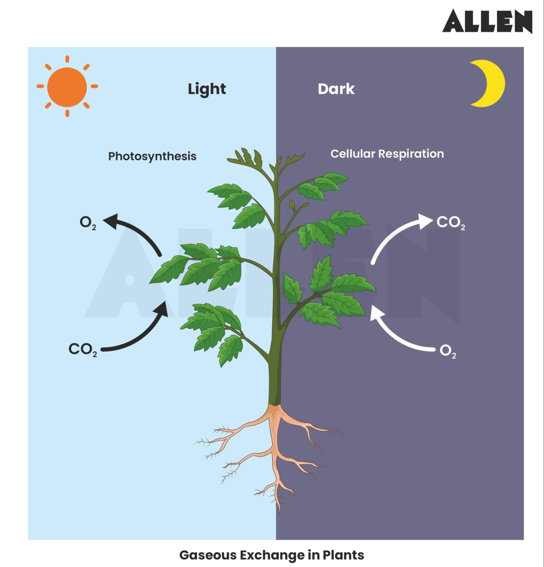 CBSE Notes for Class 7 Science Chapter 6 - Respiration in Organisms