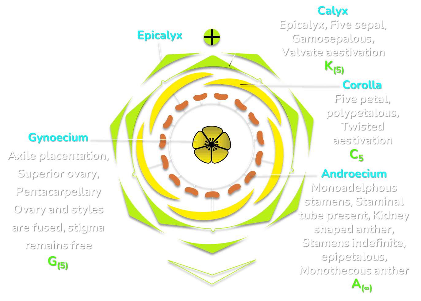 Floral diagram of Hibiscus rosa sinensis