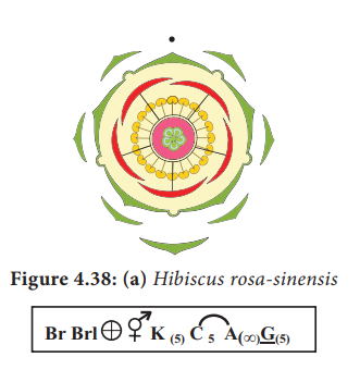 Floral diagram and formula of hibiscus rosa-sinensis