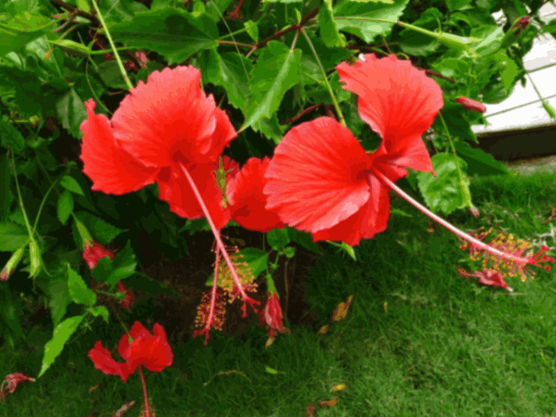 Hibiscus