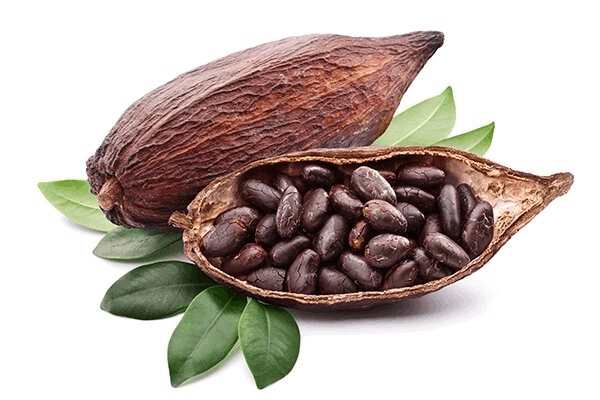 Theobroma cacao