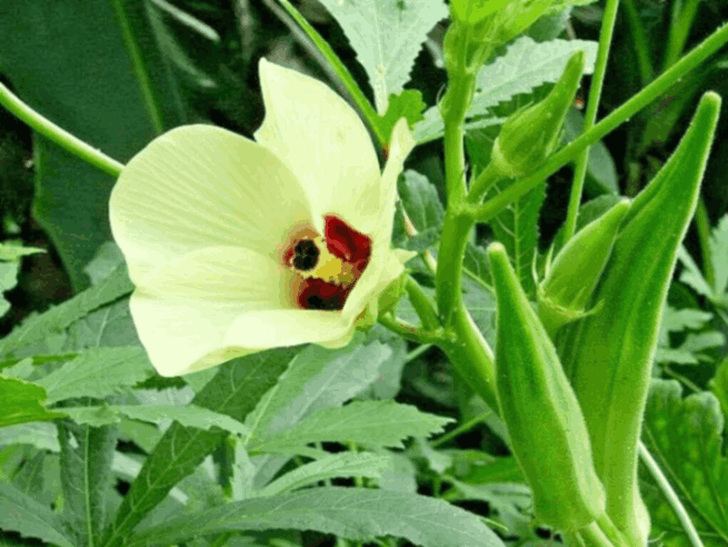 Abelmoschus esculentus