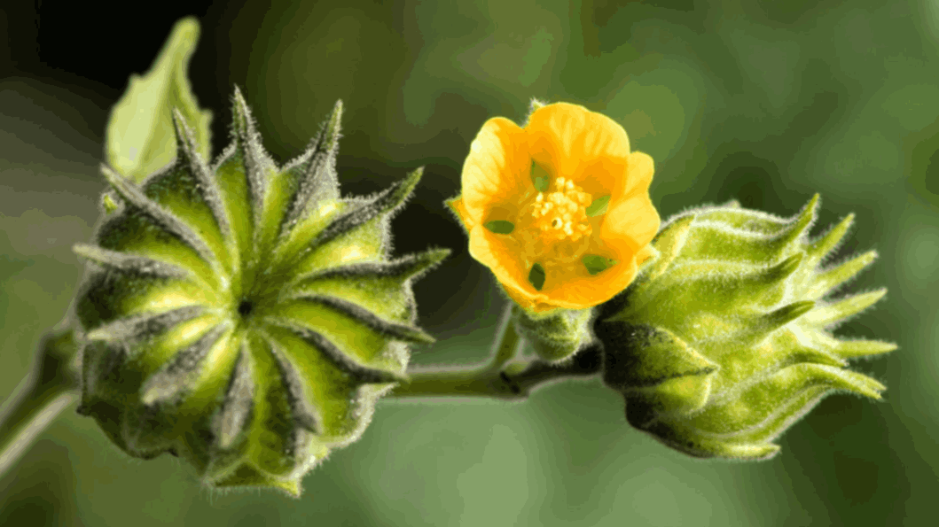 Abutilon