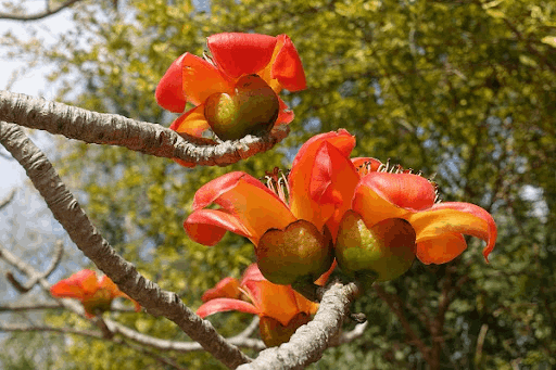 Kapok