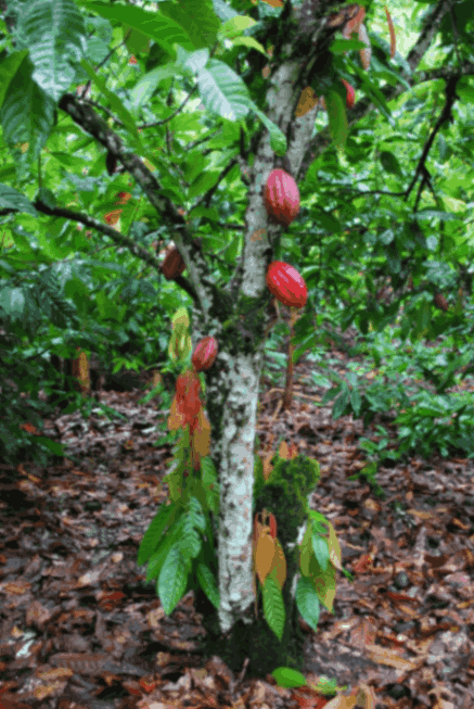 Theobroma cacao