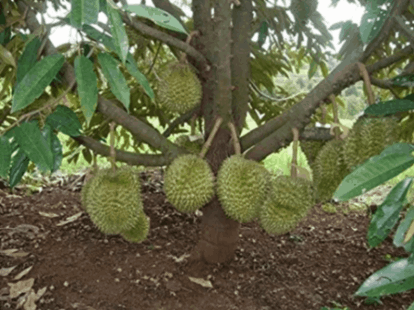 Durio zibethinus