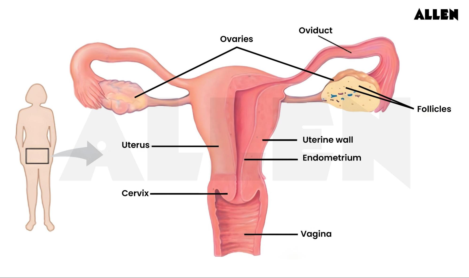 internal genitalia of females