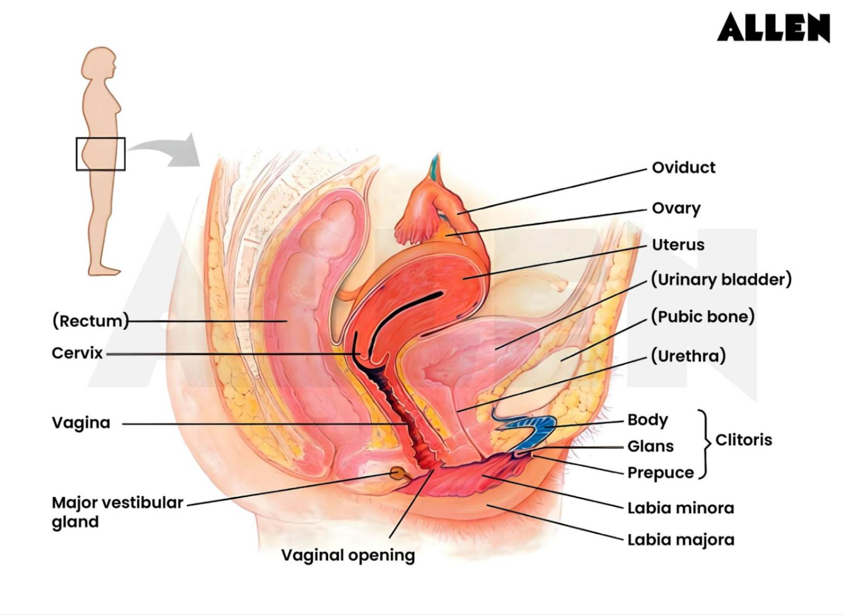 parts of a vagina