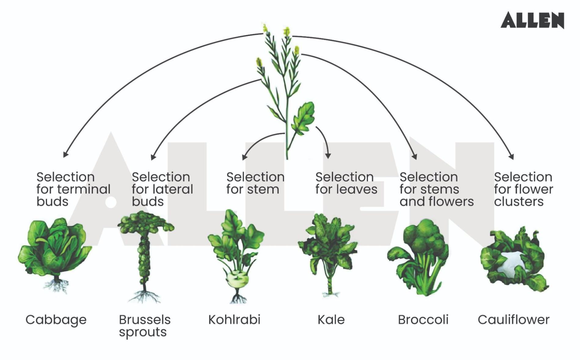 Image showing artificial selection in plants
