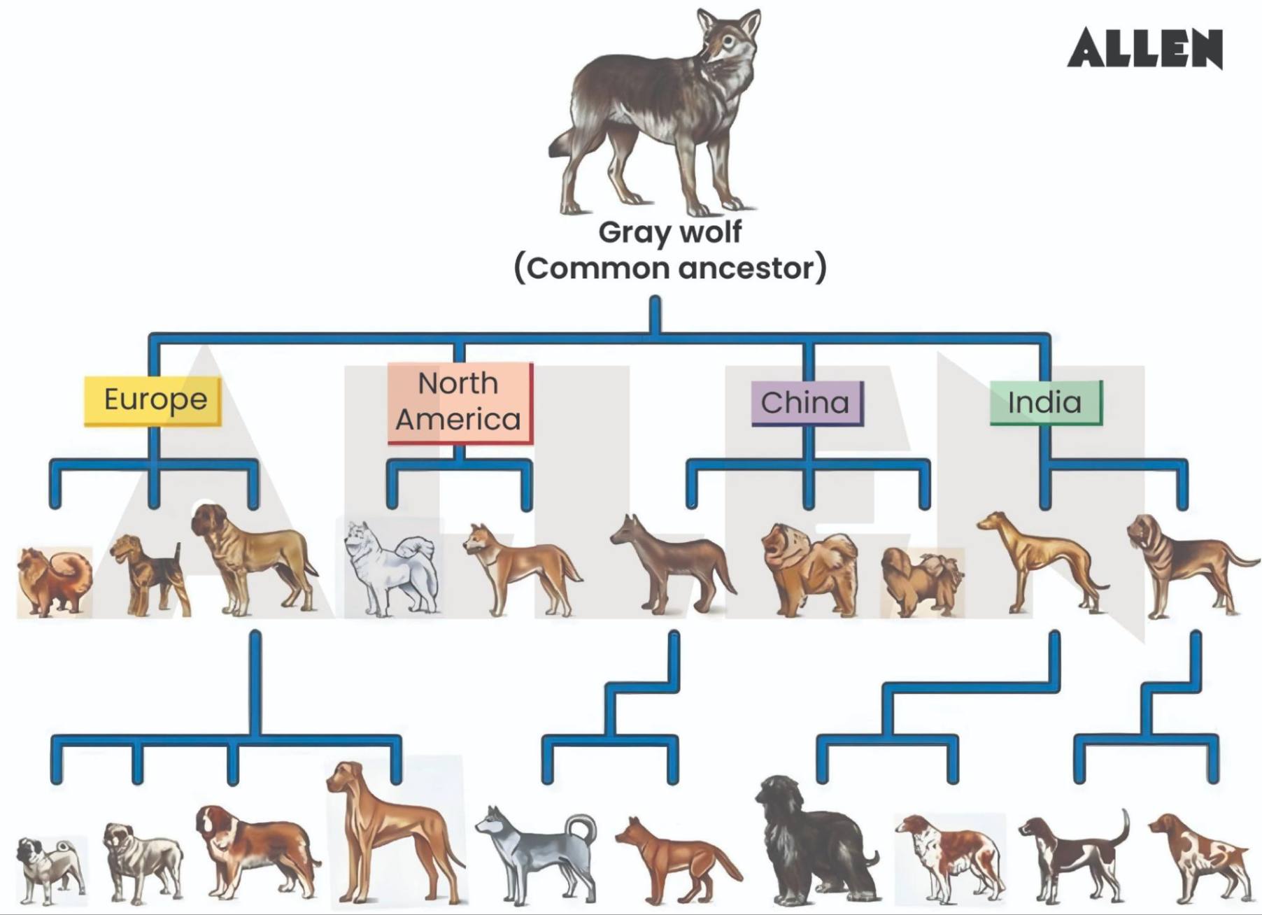 Image showing artificial selection in gray wolf