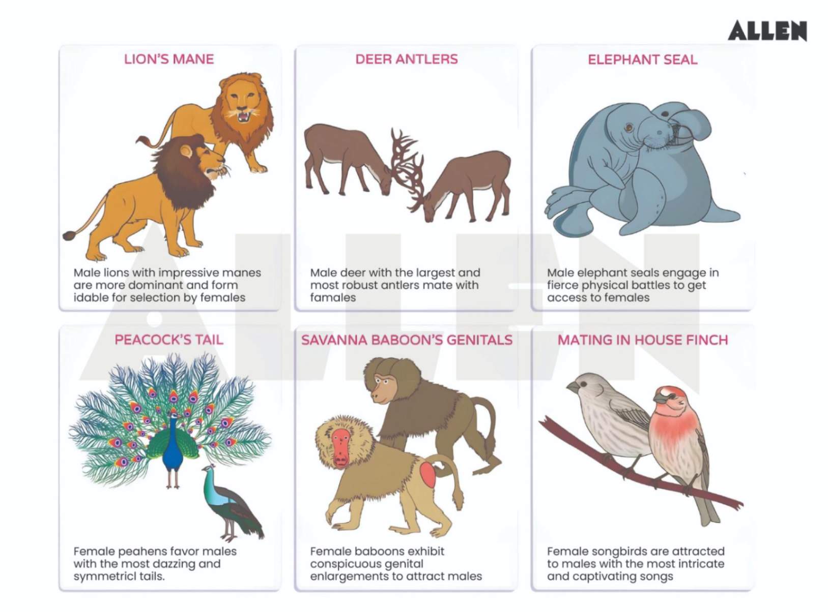 Image showing examples of sexual selection