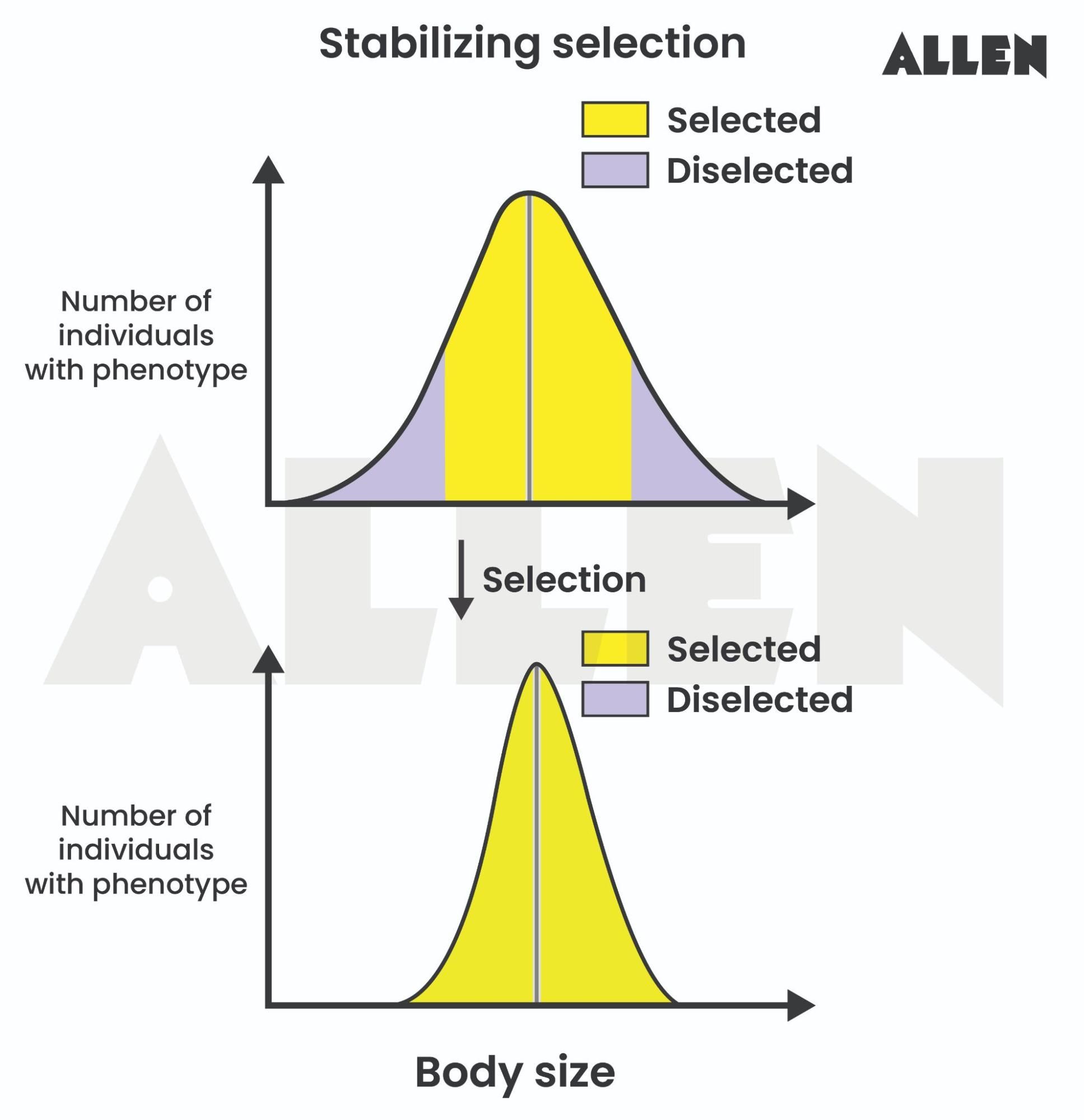 Image showing stabilizing selection