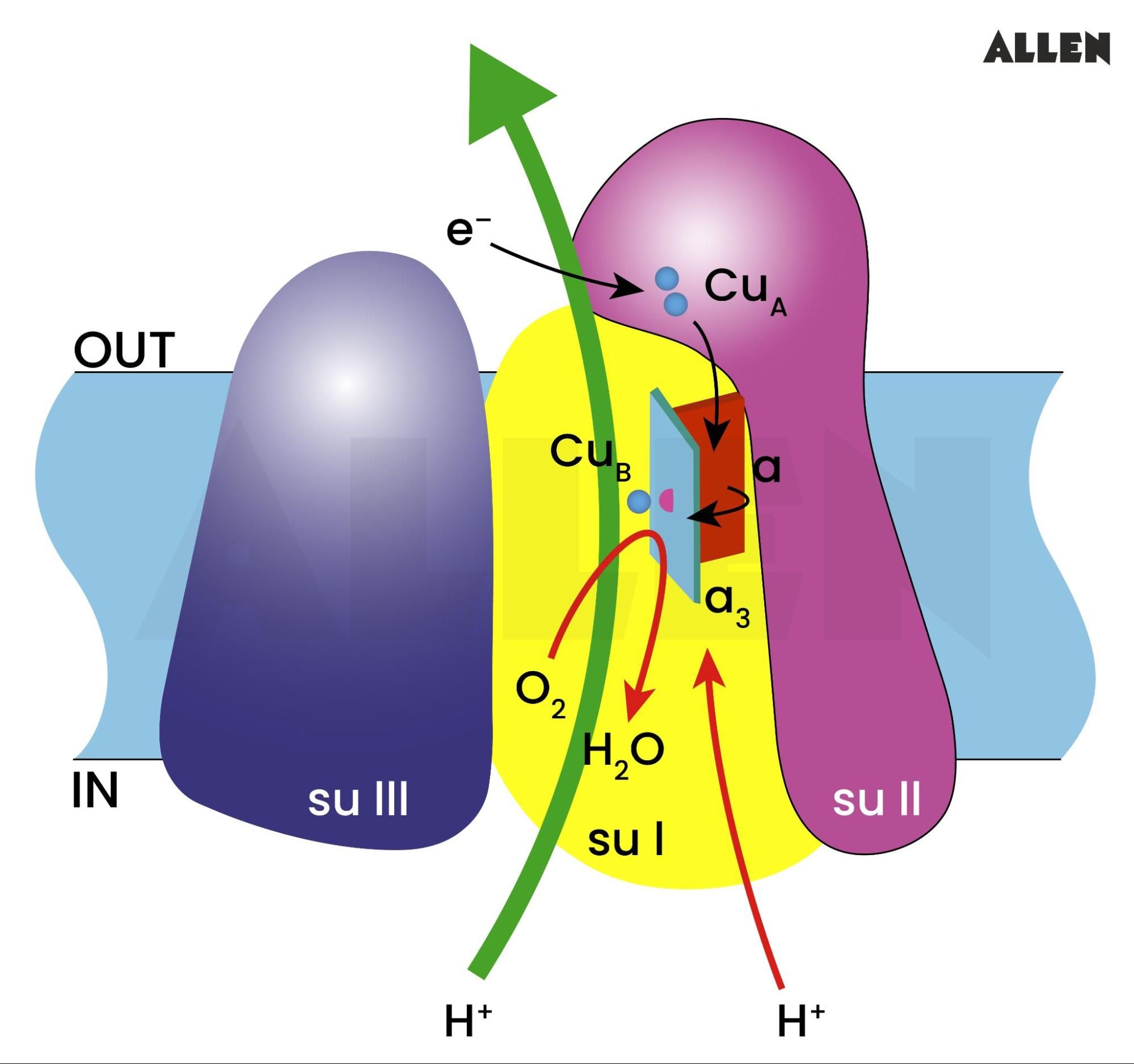 Electron Transport System and Oxidative Phosphorylation