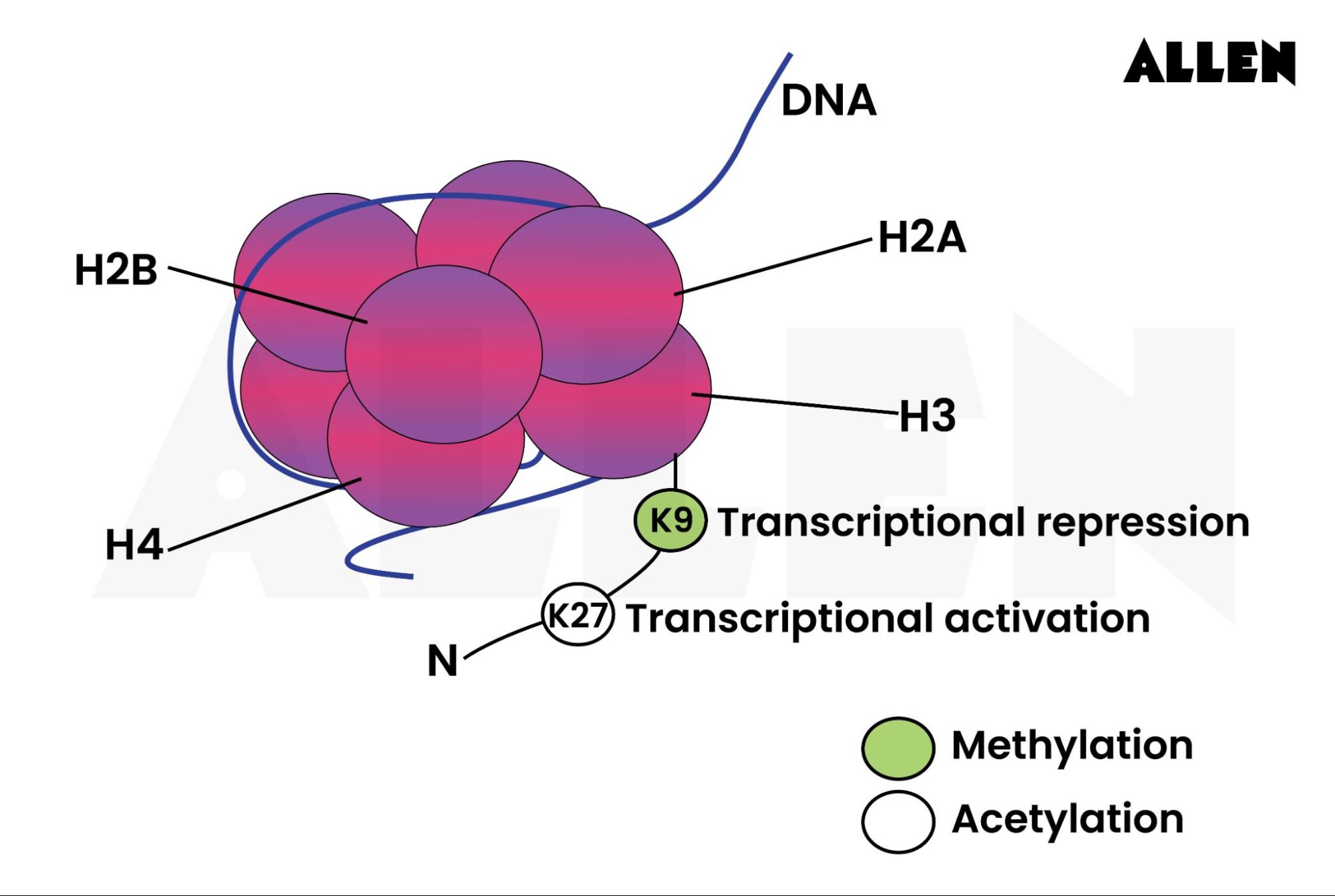 Histone: Types, Modifications and Structure