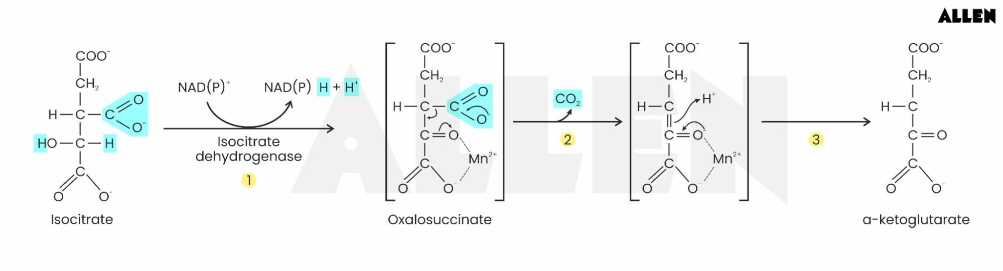 Oxidation of Isocitrate to alpha-Ketoglutarate and CO2