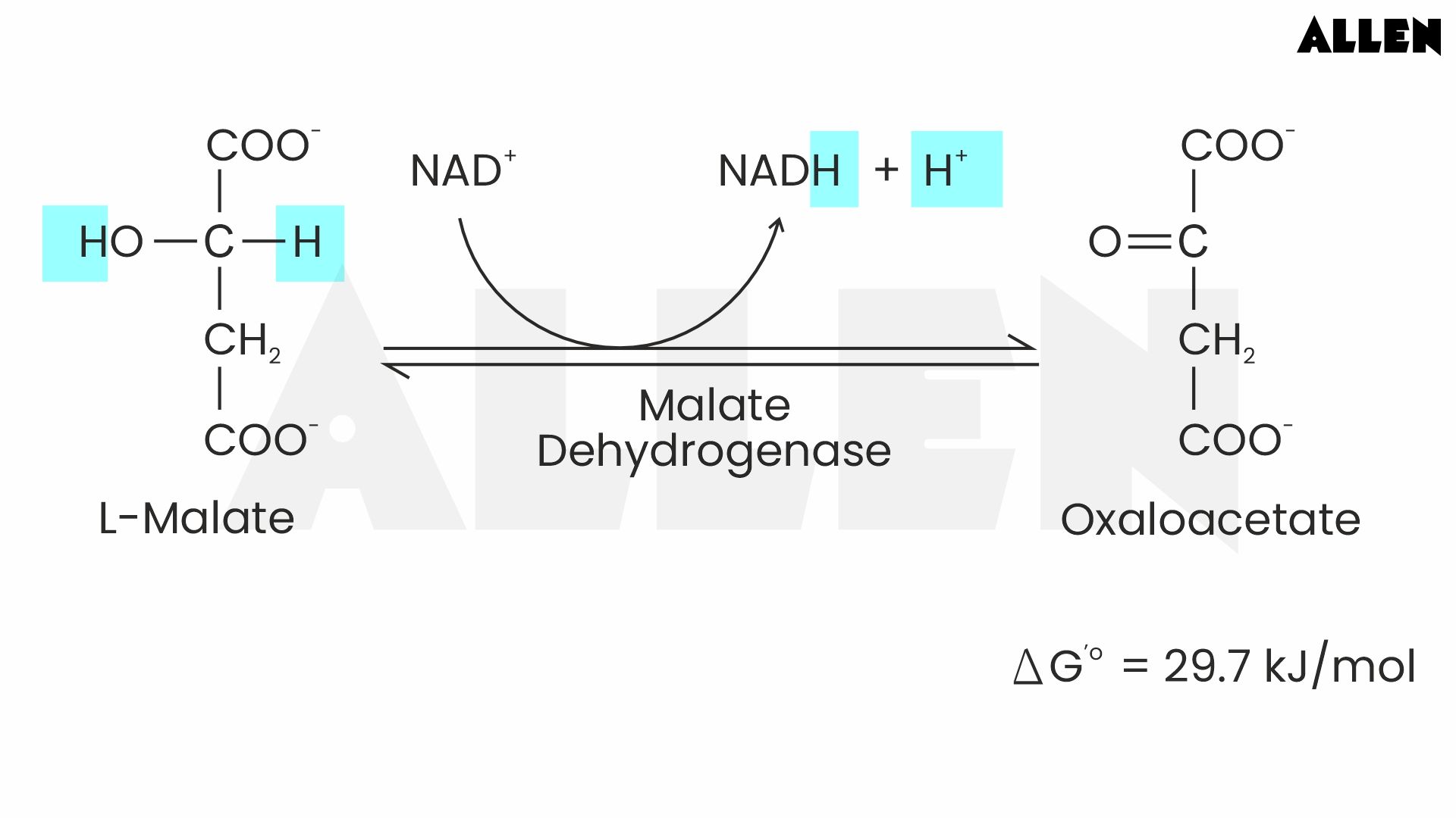 Oxidation of Malate to Oxaloacetate
