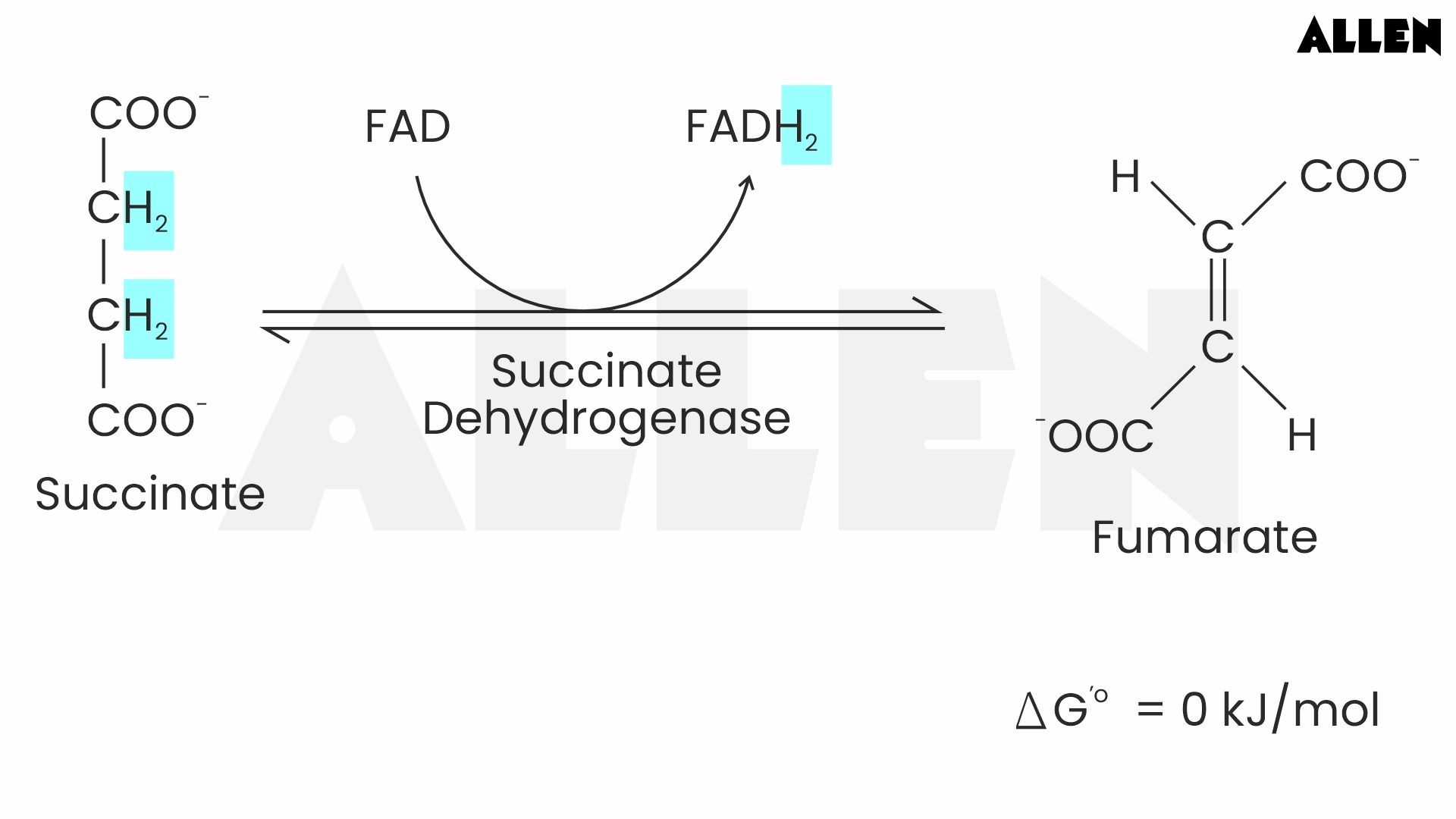 Oxidation of Succinate to Fumarate