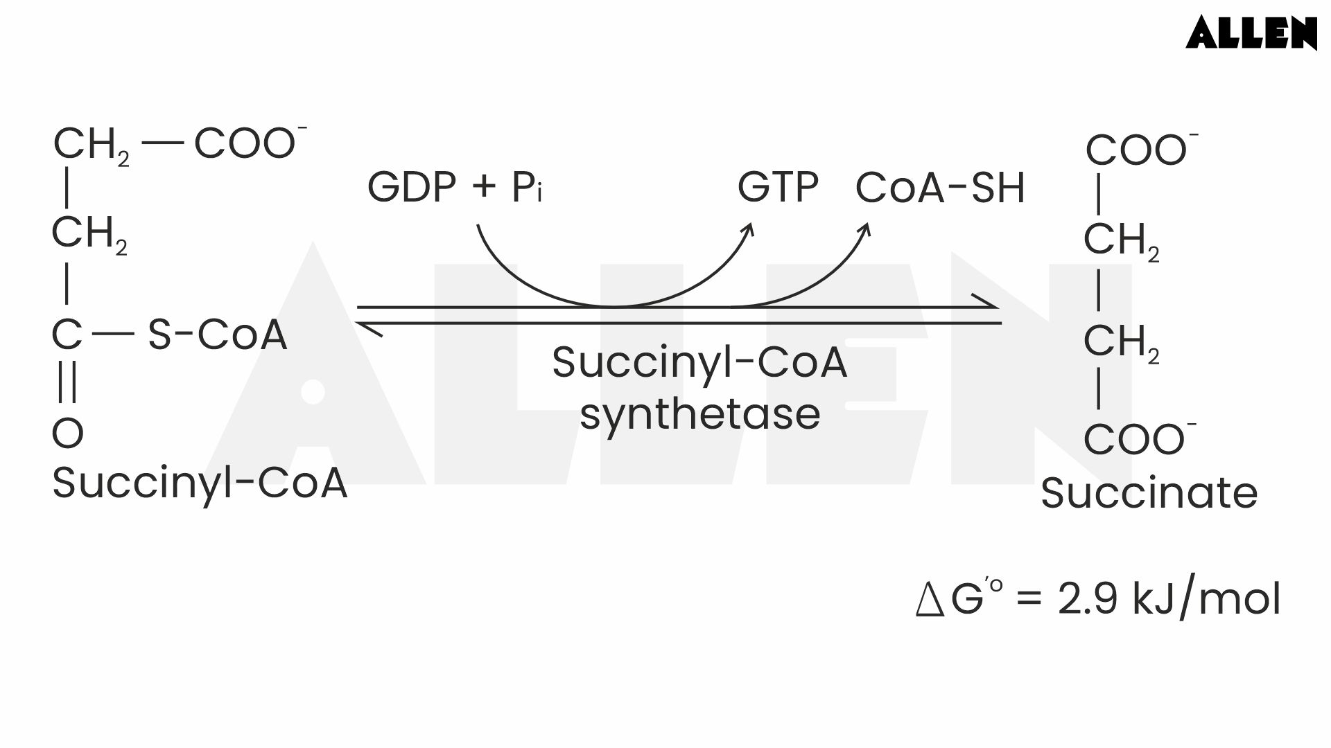 Conversion of Succinyl-CoA to Succinate