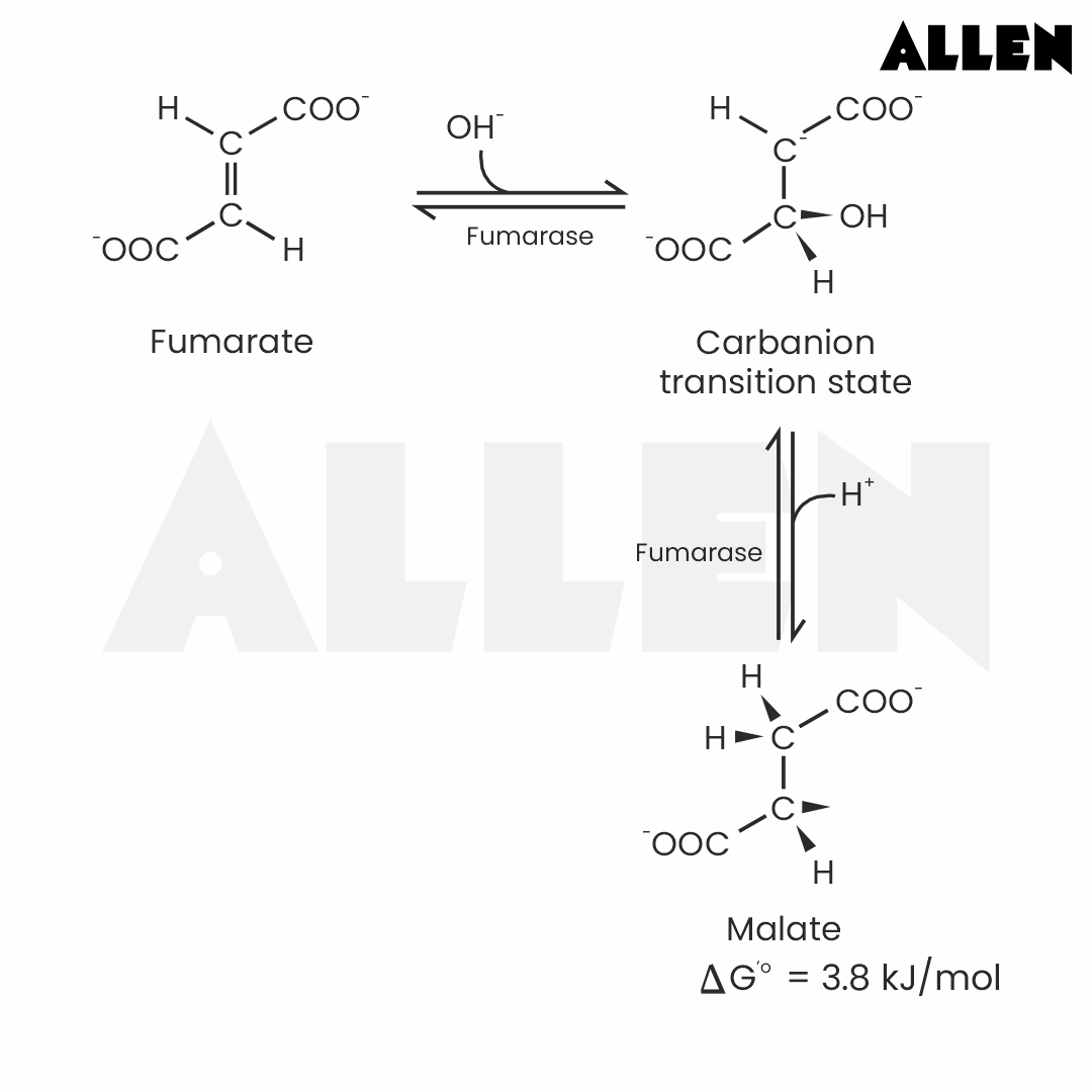 Hydration of Fumarate to Malate