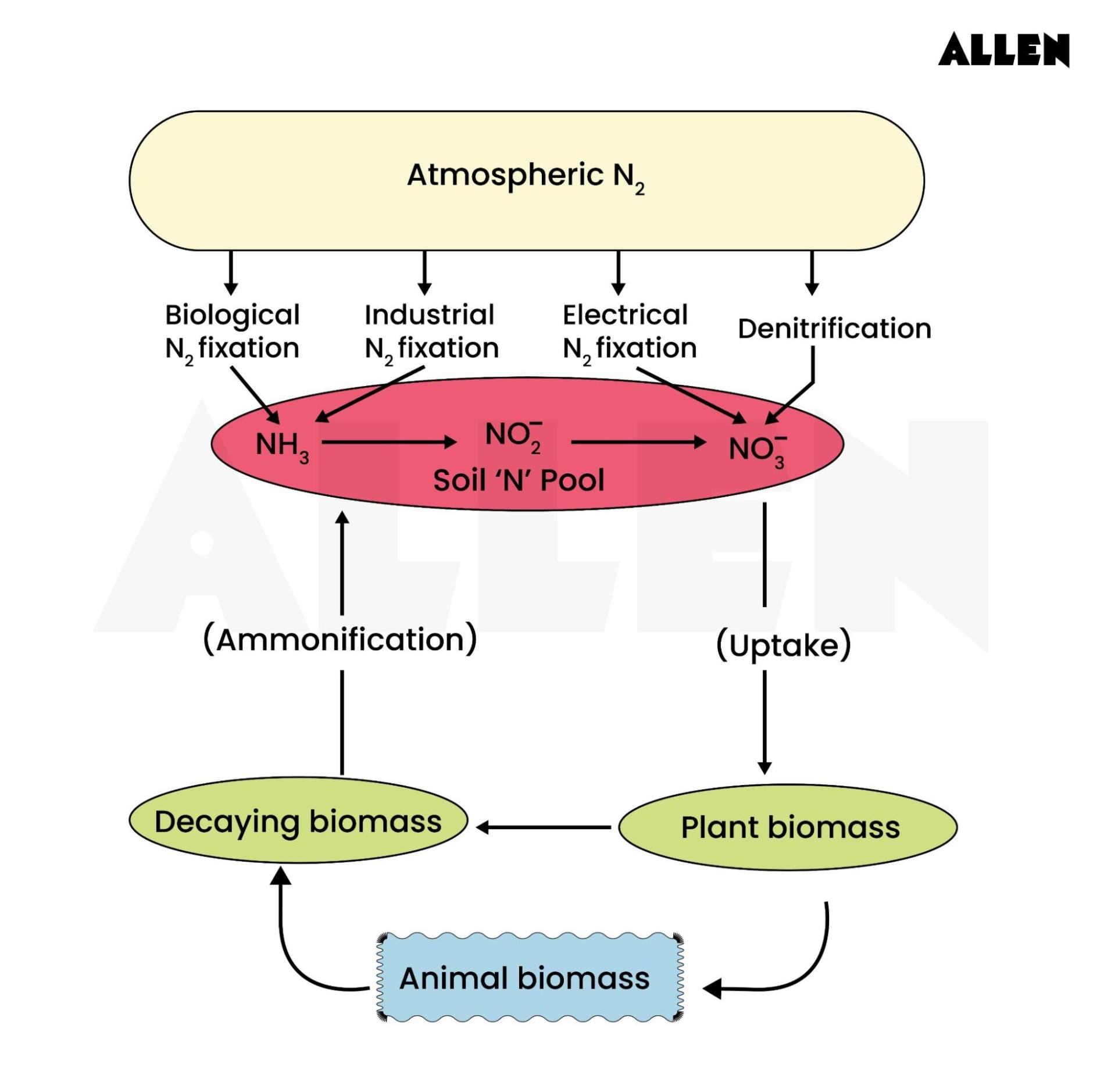 Nitrogen Cycle