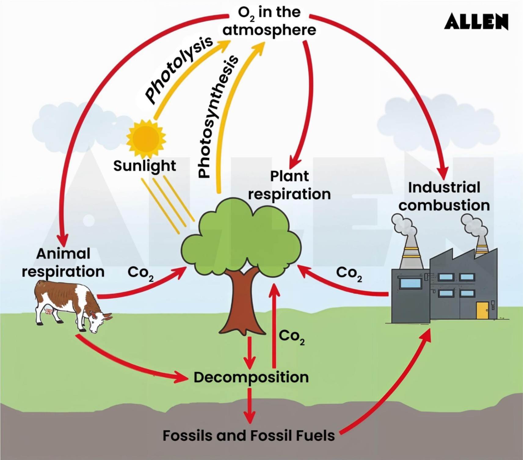 Oxygen Cycle