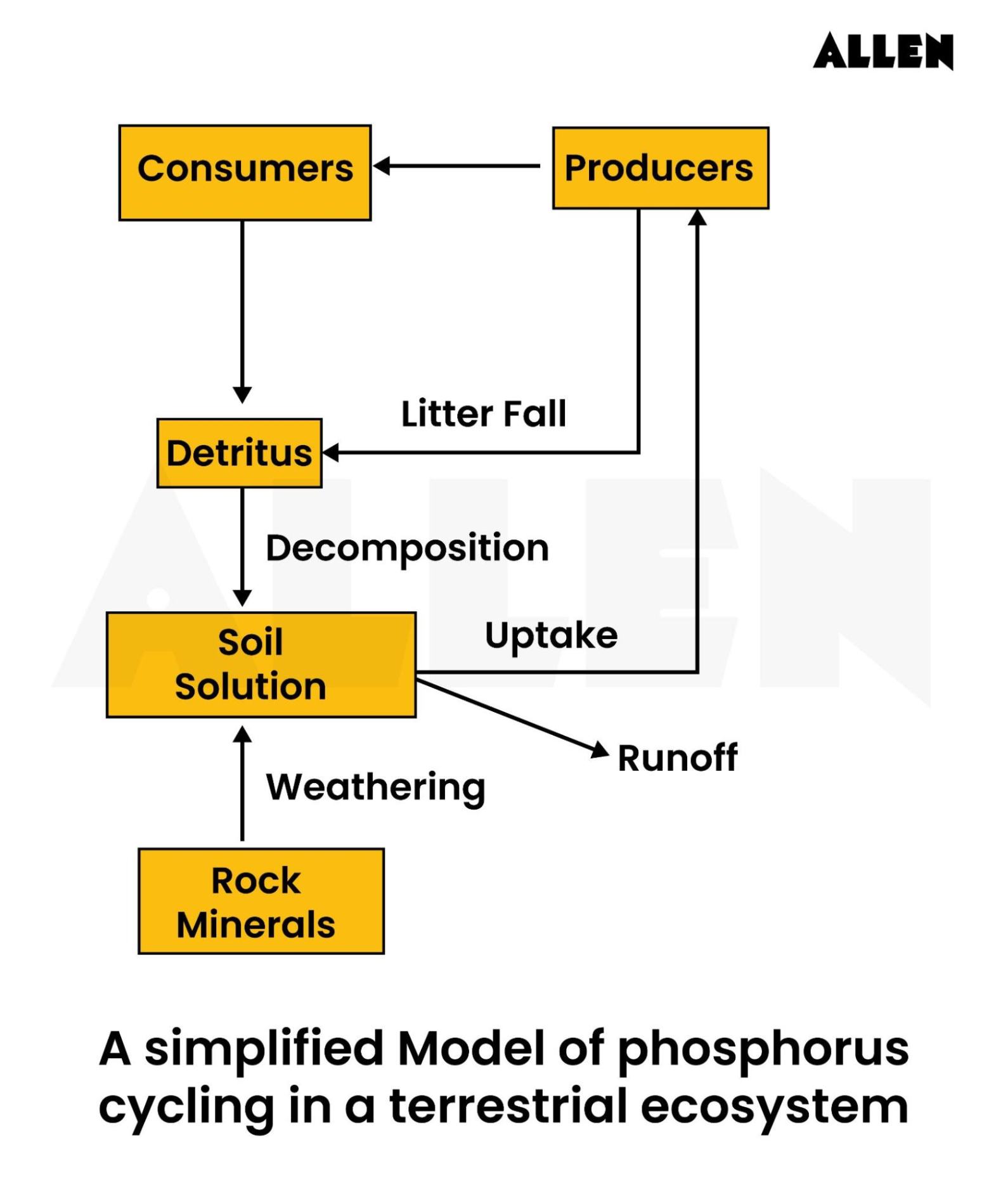 Phosphorus cycle