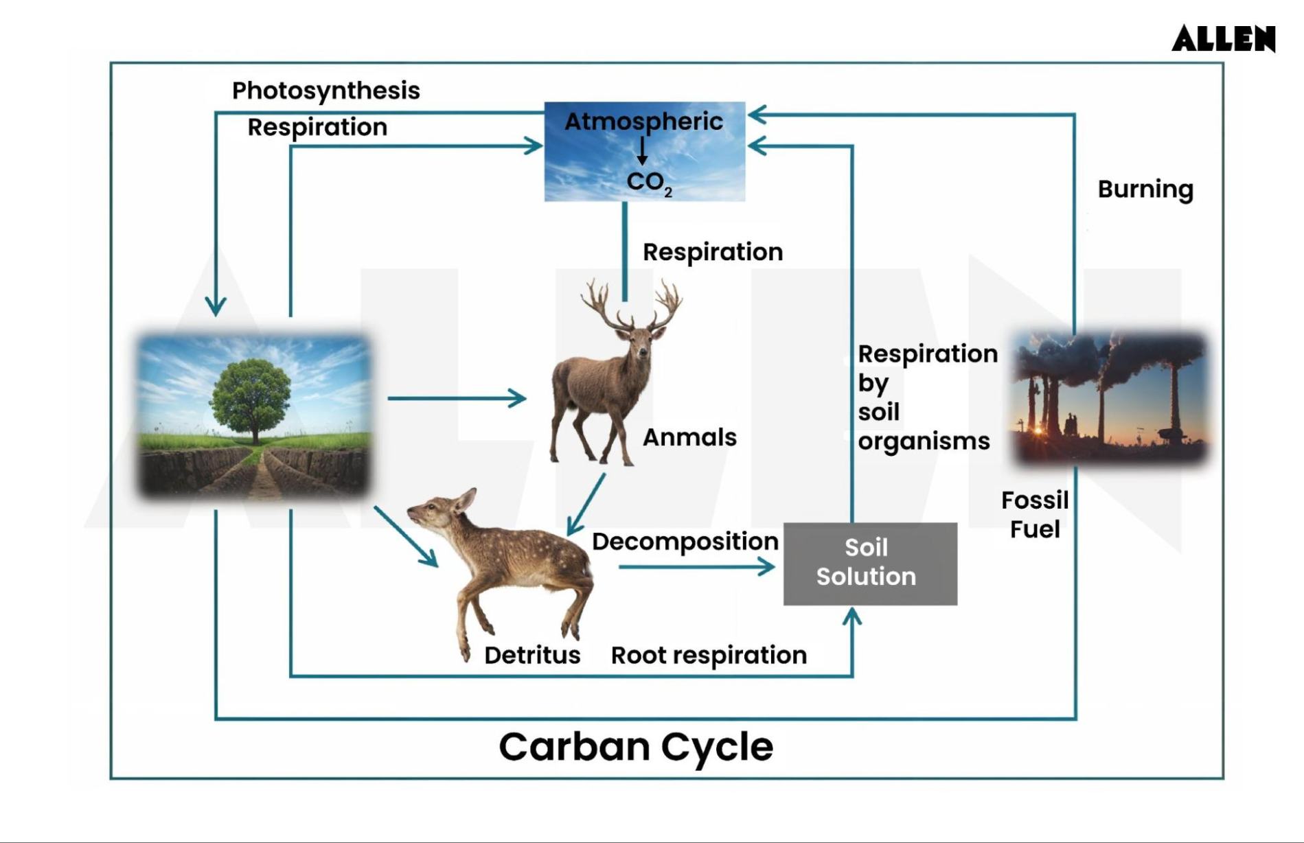 Carbon Cycle