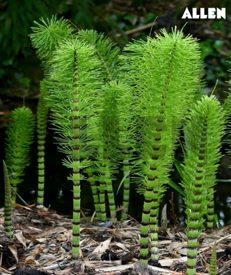 HETEROSPOROUS PTERIDOPHYTES