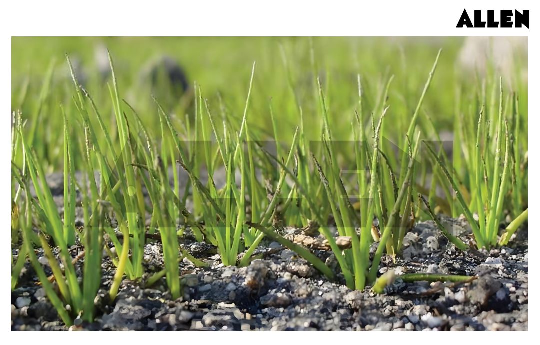 Isoetes