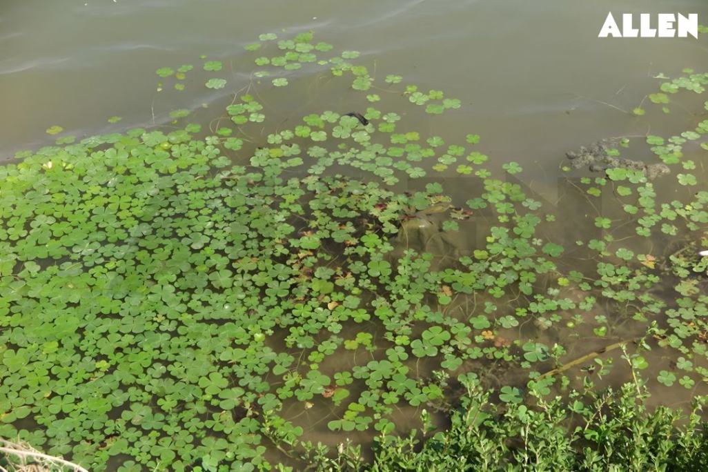 Marsilea