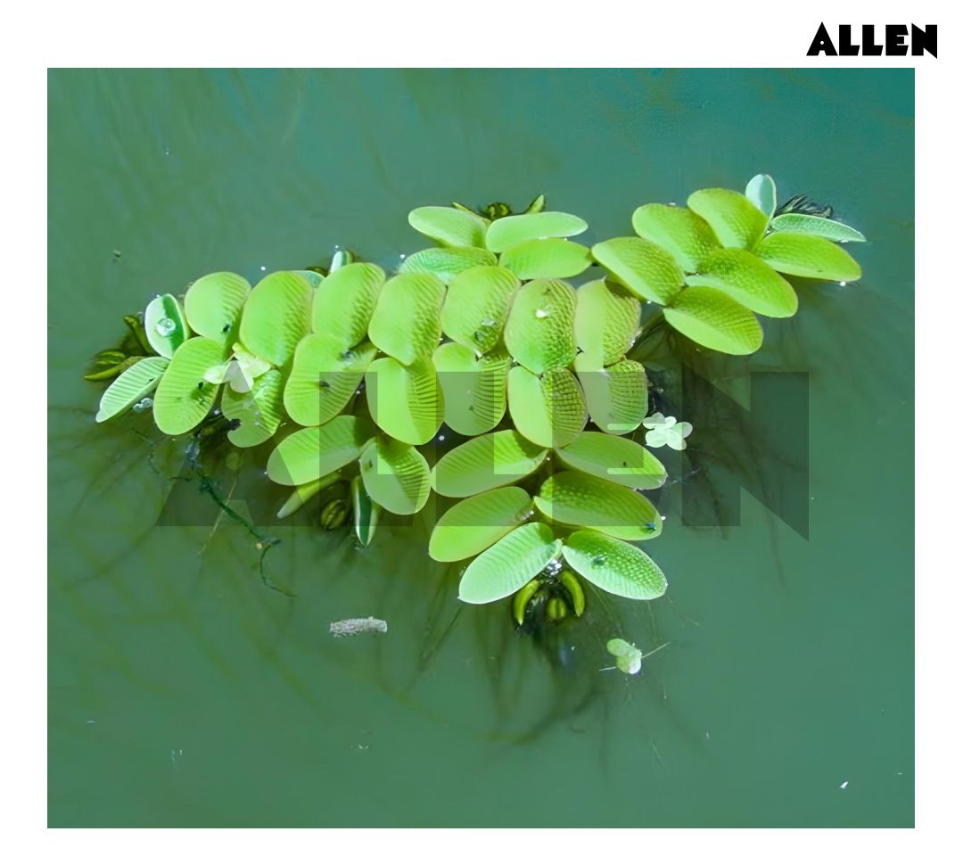 Salvinia