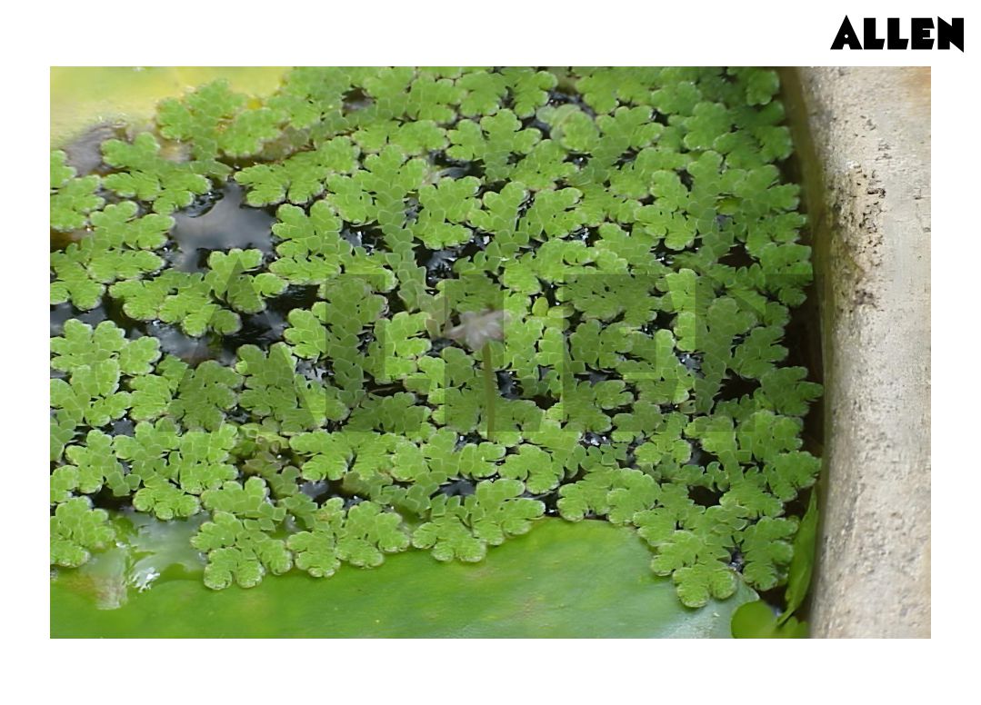 Azolla