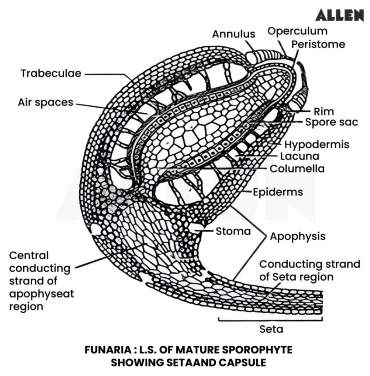 Funaria Characteristics Reproduction And Life Cycle Funaria Characteristics Reproduction And Life Cycle