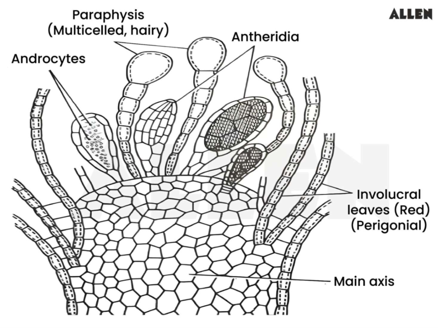 Funaria: Characteristics, Reproduction and Life cycle