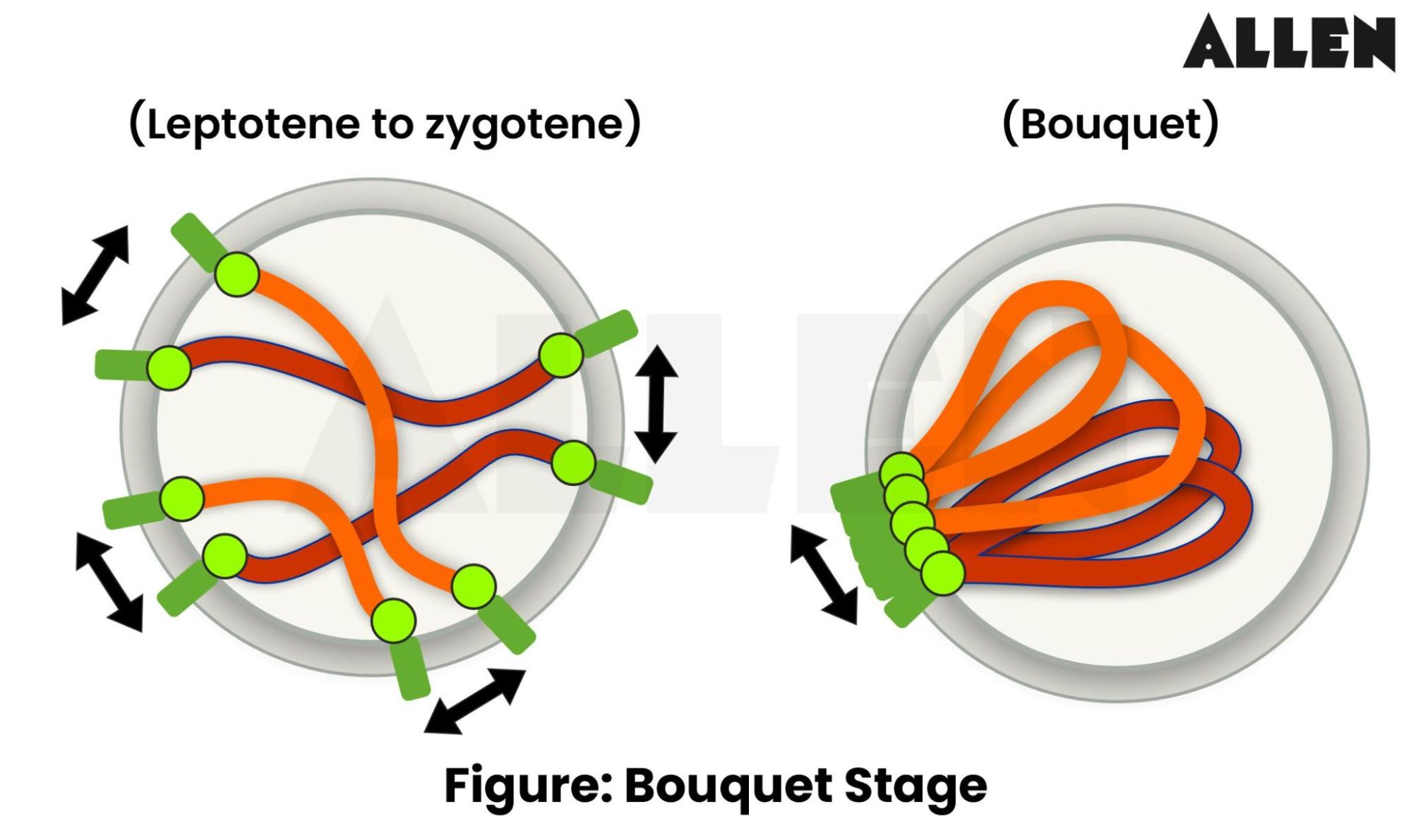 Bouquet Stage