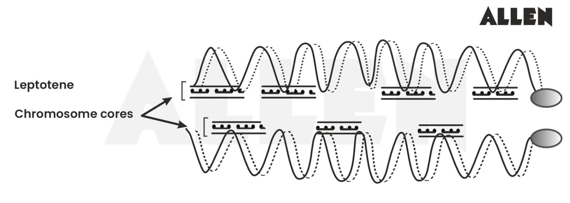 Chromosome cores in leptotene