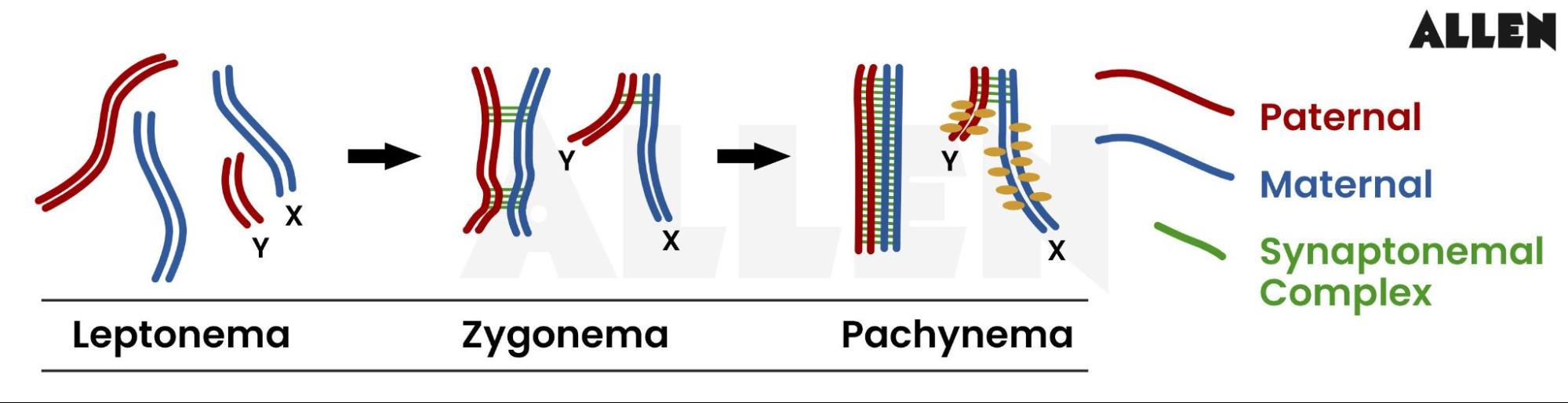 Leptonema, zygonema and pachynema