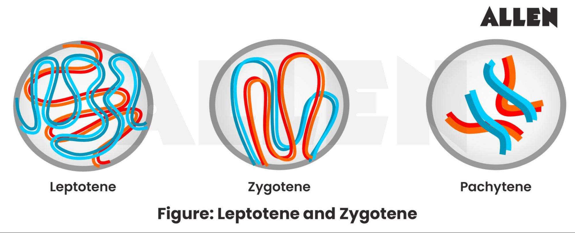 leptotene and zygotene