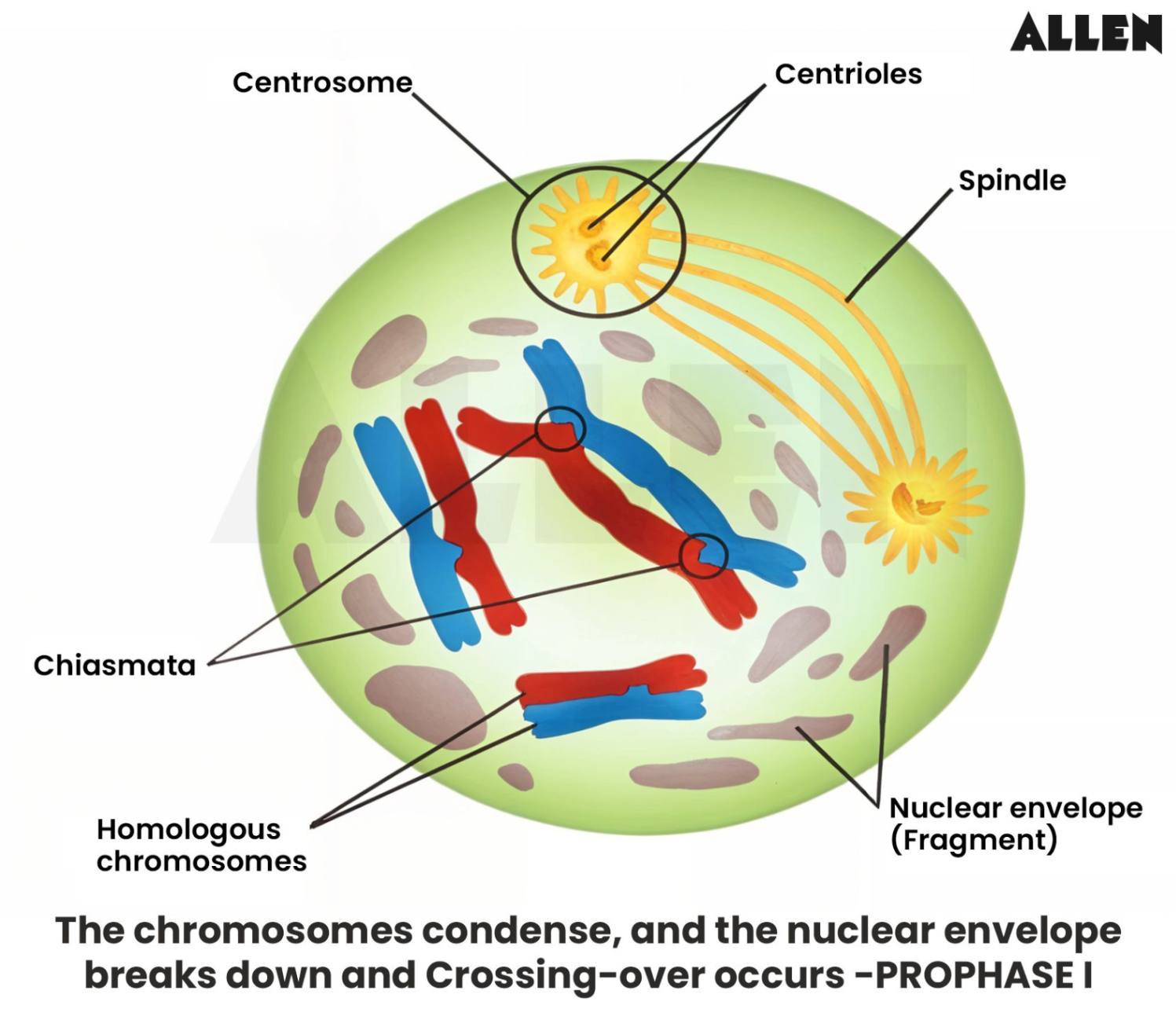 Prophase 1 of meiosis