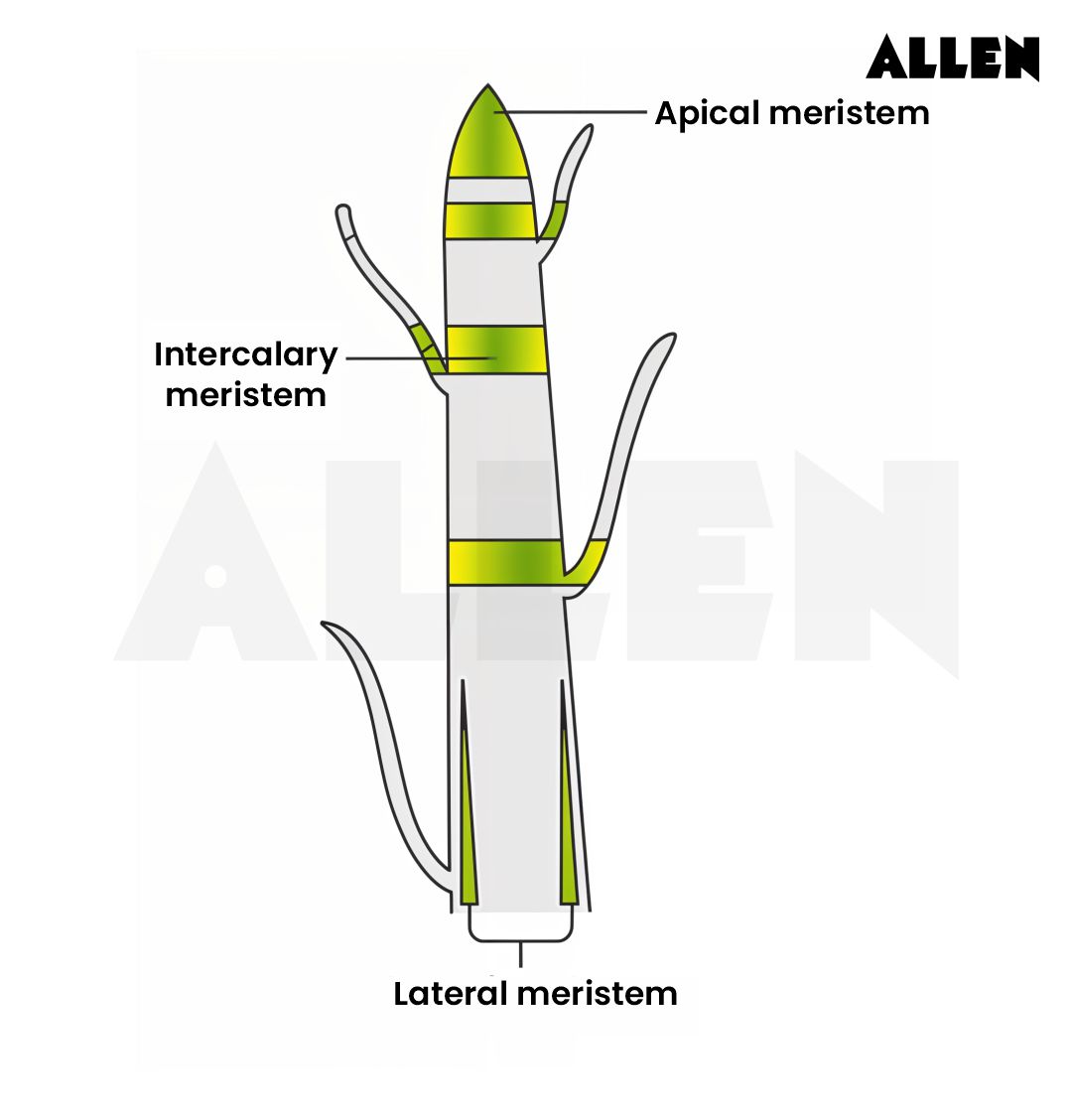 Apical and intercalary meristem