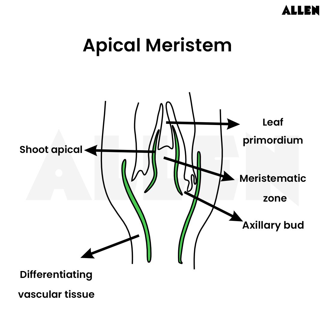 Apical meristem
