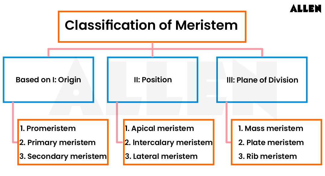 Classification of meristematic tissue