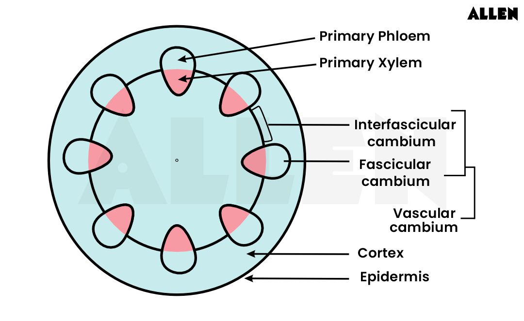 Lateral meristem