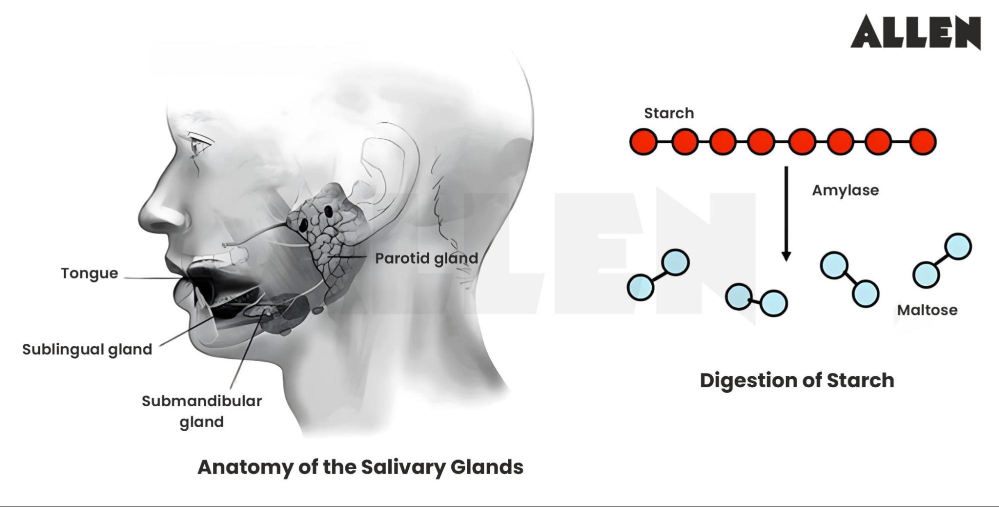 Anatomy of salivary glands