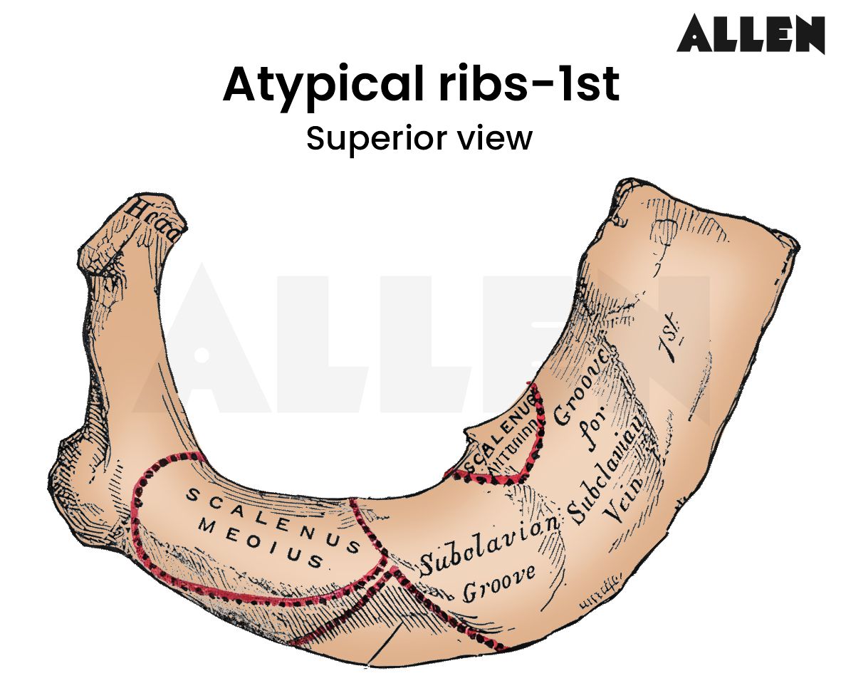 First atypical rib